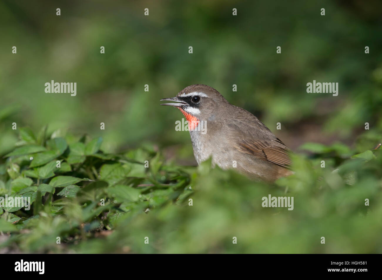 Siberian rubythroat ( luscinia calliope ), uccello maschio, seduto per terra in bassa vegetazione, cantando, la fauna selvatica, Paesi Bassi. Foto Stock