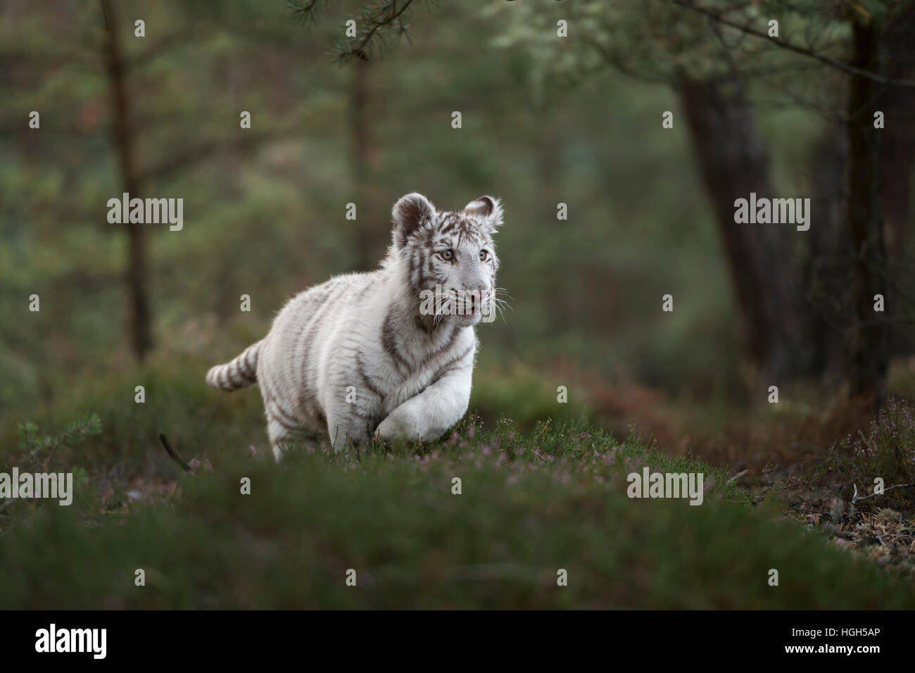 Royal tigre del Bengala ( Panthera tigris ), bianco morph, corre veloce, saltando attraverso una foresta naturale a basso punto di vista. Foto Stock