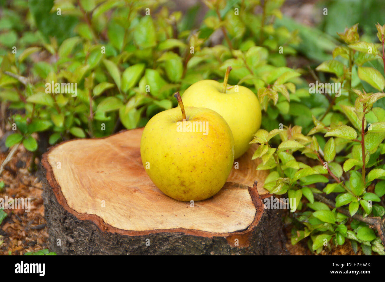 Due mature mele giallo su un log. Erbe verdi crescere intorno Foto Stock