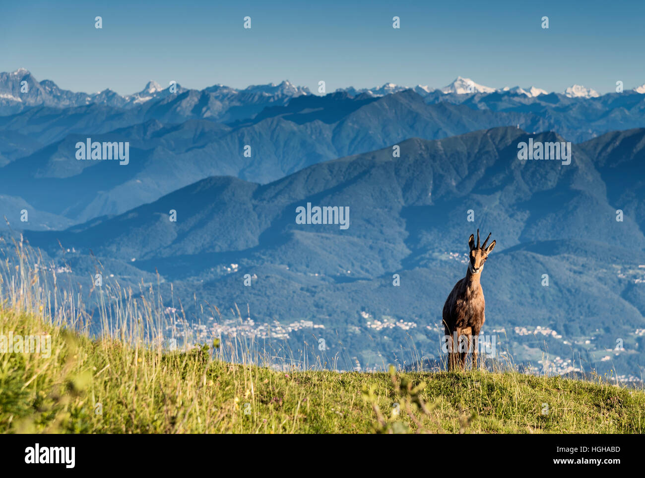 Il camoscio Foto Stock