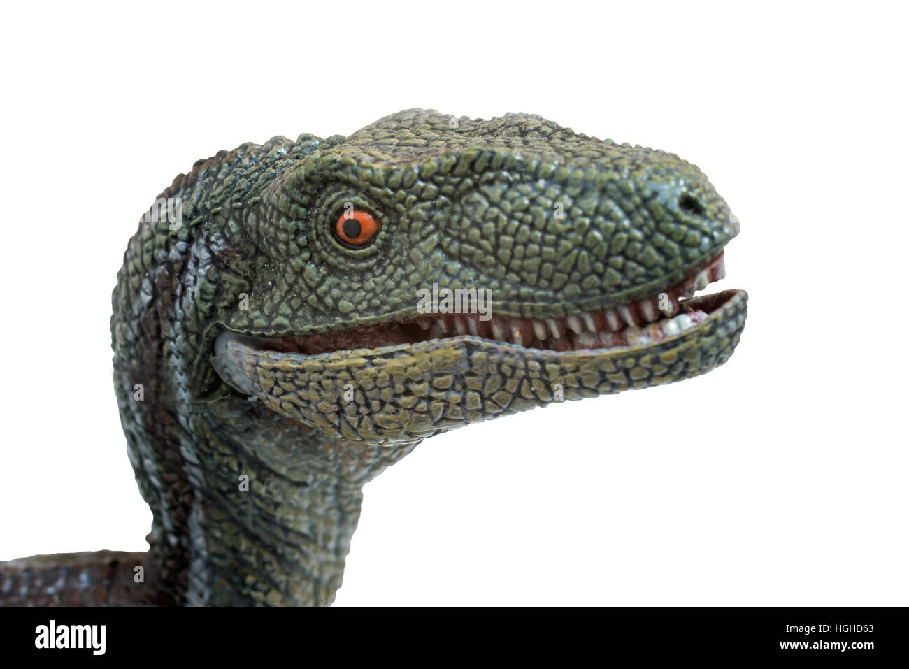 Velociraptor su sfondo bianco Foto Stock