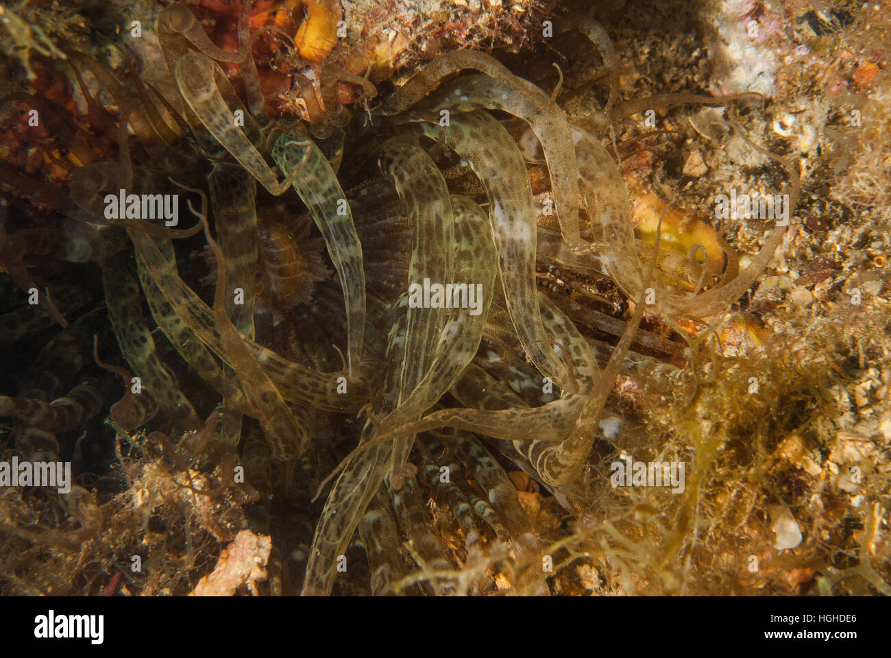 Tromba anemone, Aiptasia mutabilis, Aiptasiidae, Tor Paterno area marina protetta, Lazio, l'Italia, Mare Mediterraneo. Foto Stock