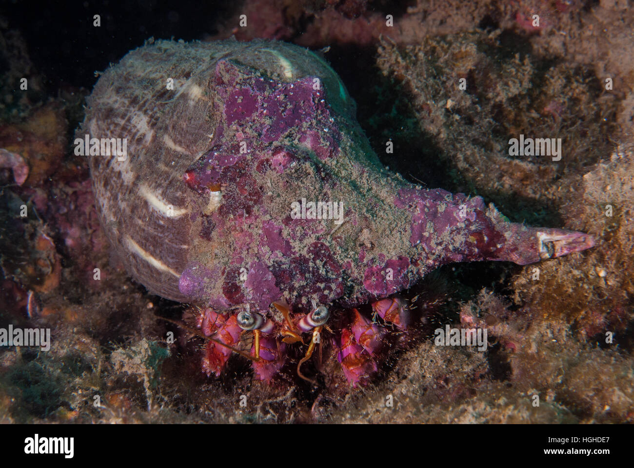 Anemone granchio eremita, Dardano calidus, Diogenidae, Tor Paterno area marina protetta, Lazio, l'Italia, Mare Mediterraneo. Foto Stock
