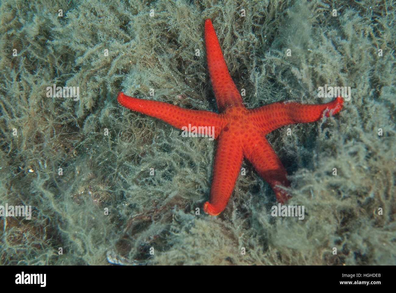 Seastar Hacelia attenuata, Ophidiasteridae, Tor Paterno area marina protetta, Lazio, l'Italia, Mare Mediterraneo. Foto Stock