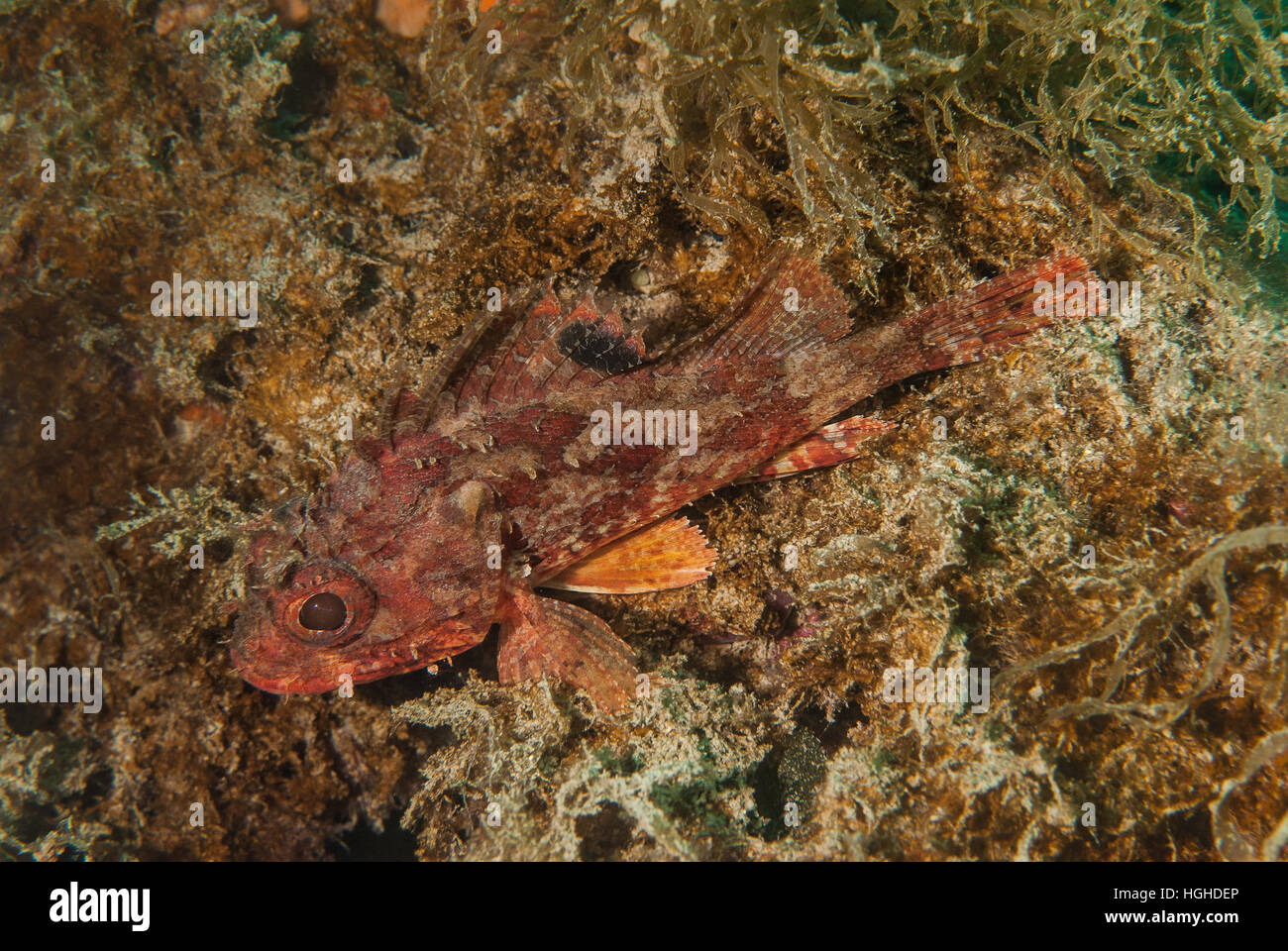 Piccoli scorfani rossi (Scorpaena notata), Scorpenidae, Tor Paterno area marina protetta, Lazio, l'Italia, Mare Mediterraneo. Foto Stock