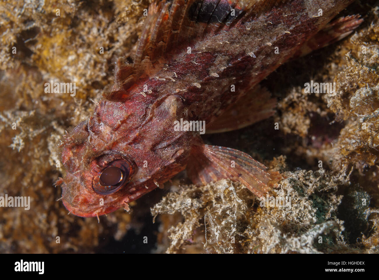 Piccoli scorfani rossi (Scorpaena notata), Scorpenidae, Tor Paterno area marina protetta, Lazio, l'Italia, Mare Mediterraneo. Foto Stock