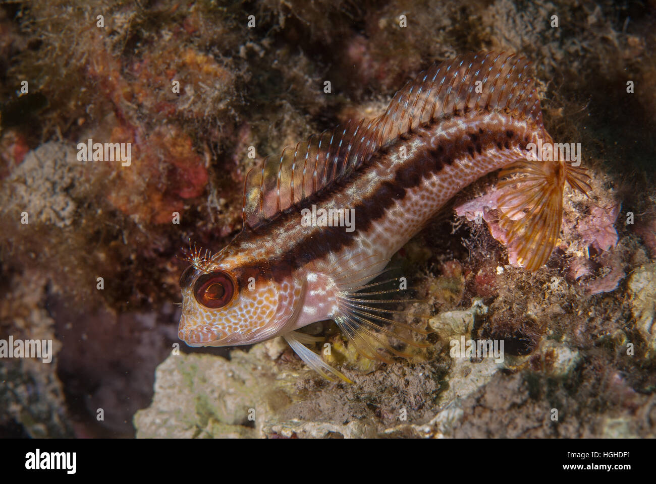 Longstriped bavose (Parablennius rouxi), Gobiidae, Tor Paterno area marina protetta, Lazio, l'Italia, Mare Mediterraneo. Foto Stock