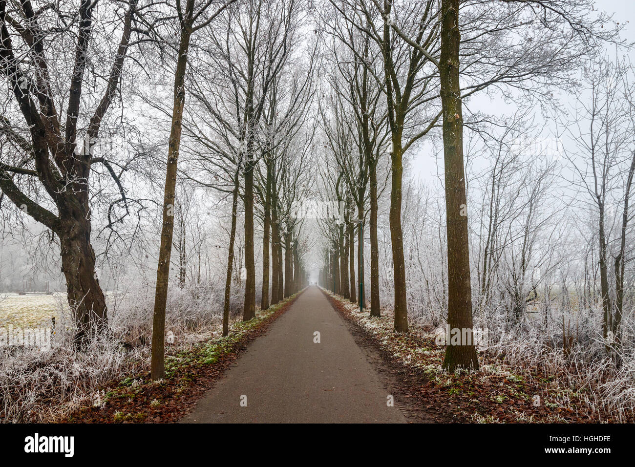 Scena invernale del Rhijnauwen station wagon con il percorso di trekking 'Vagantenpad' e alberi calva bianco della brina. Bunnik, Paesi Bassi. Foto Stock