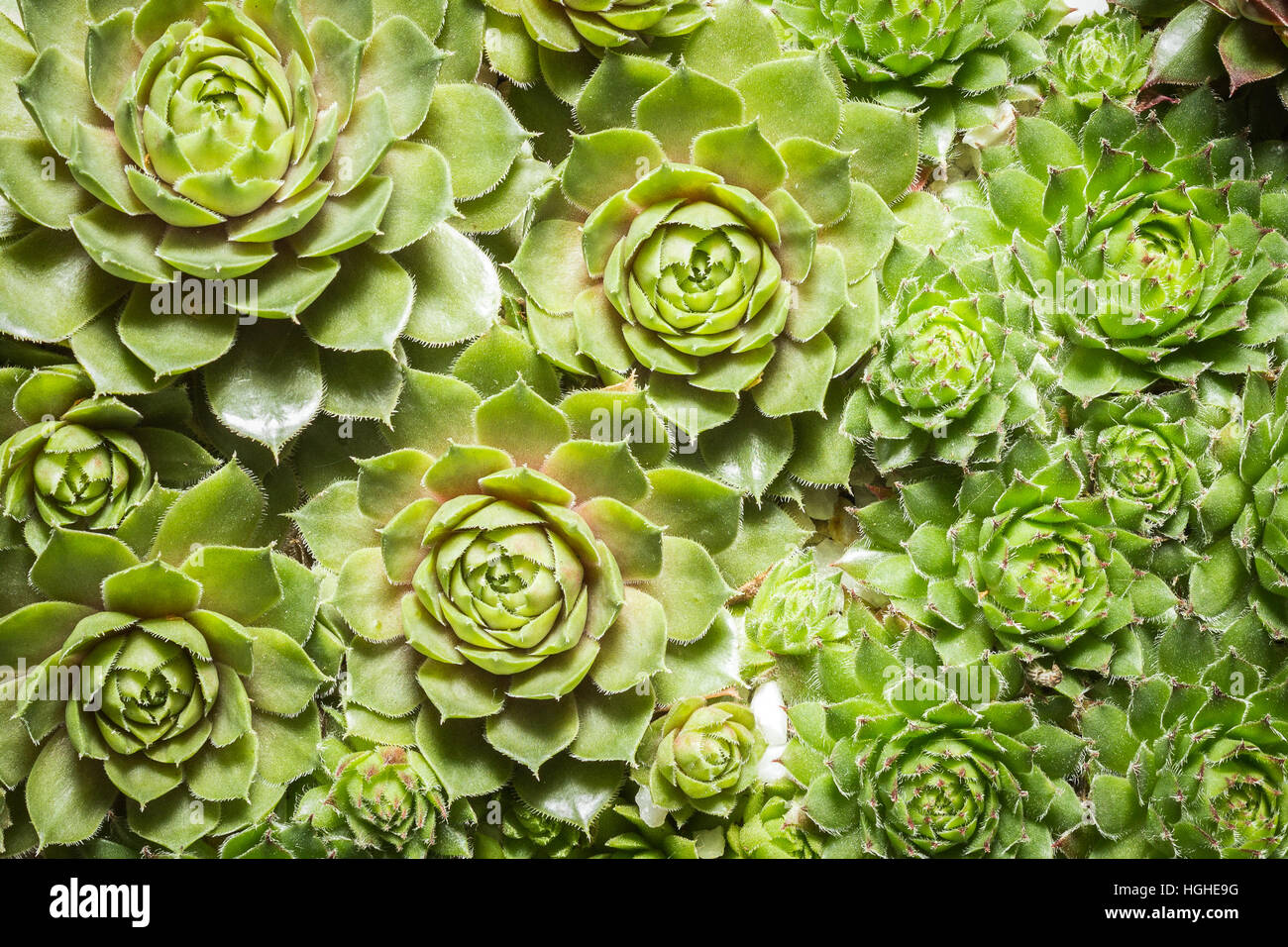 Le piante succulente closeup - cactus macro Foto Stock