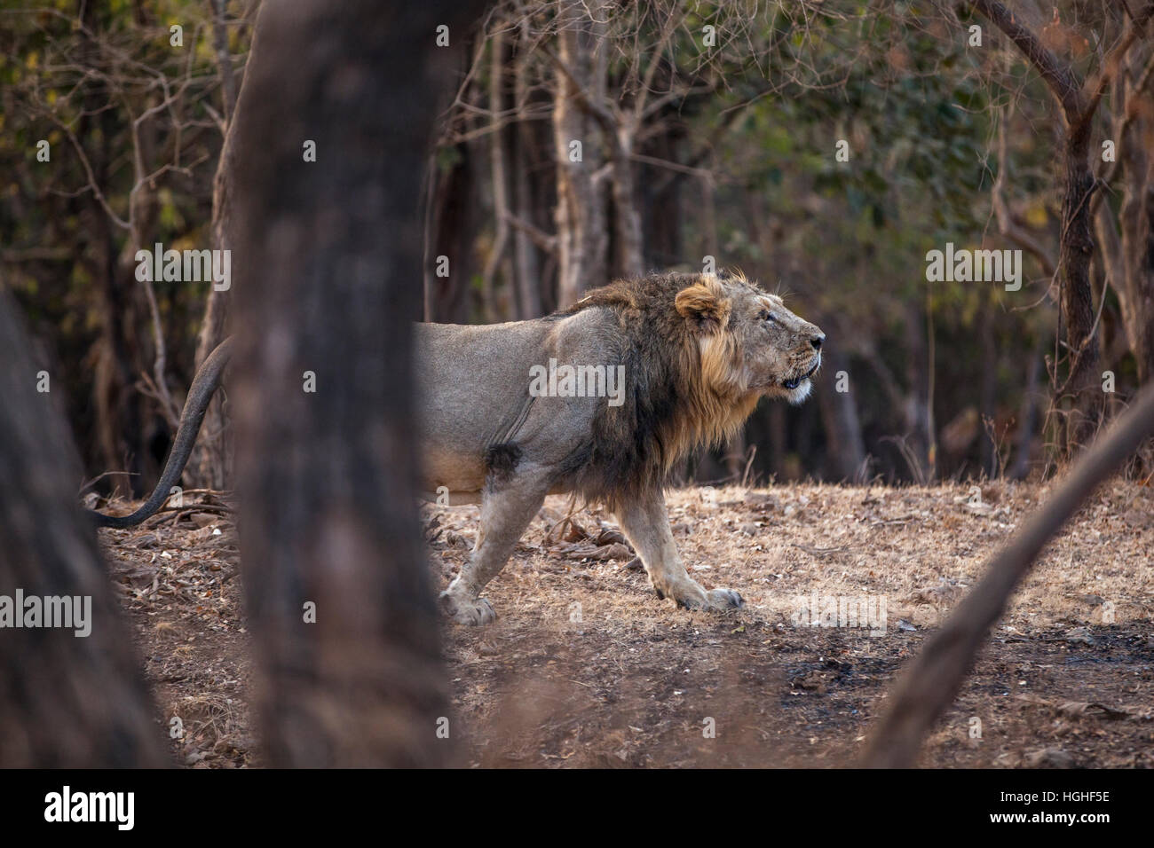 Leone asiatico (Panthera leo persica) in GIR forest, Gujarat, India. Foto Stock