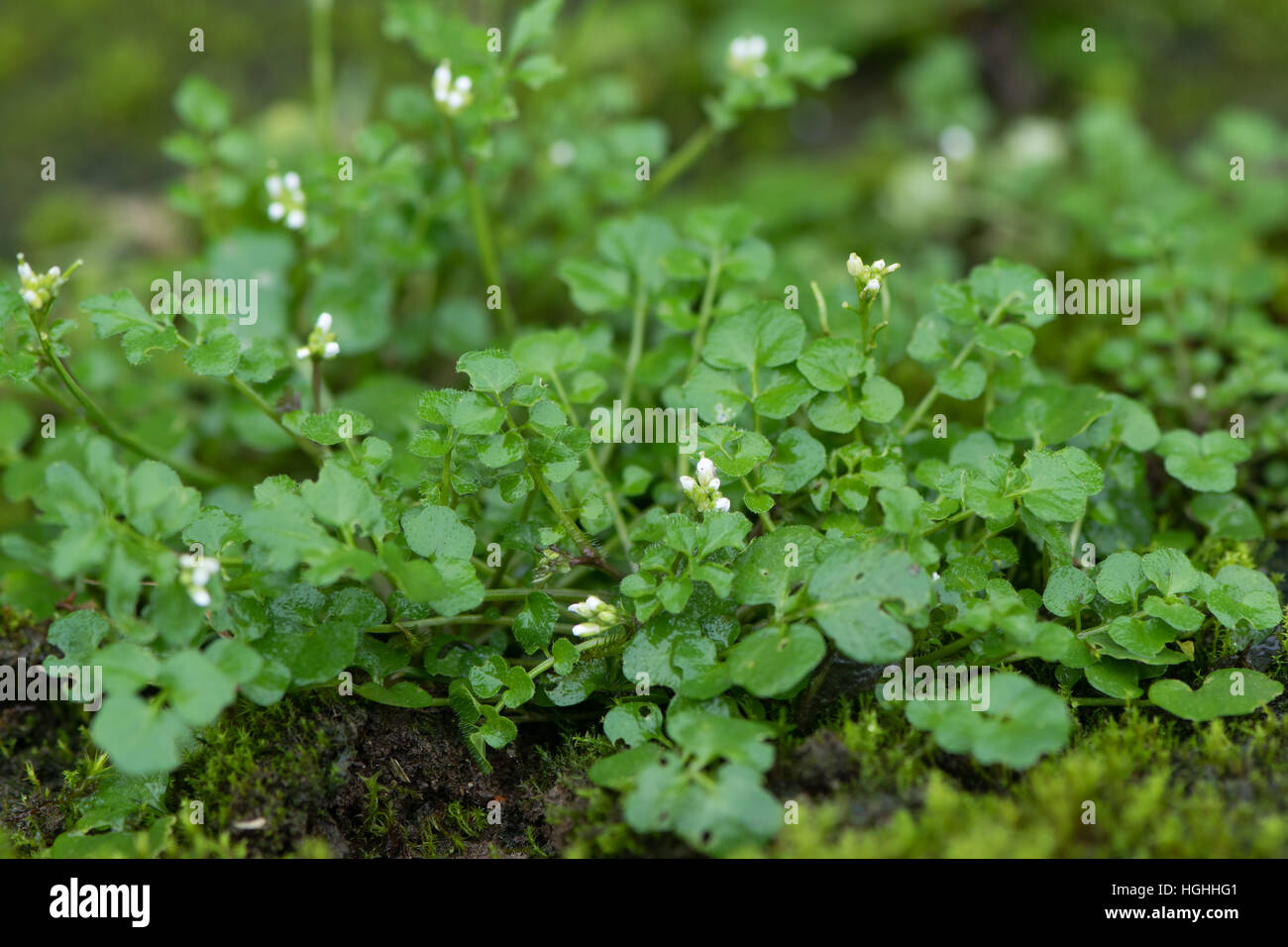 Hairy bittercress (Cardamine hirsuta) impianto. Comuni erbacce e amaro erbe commestibili in famiglia Senape (Brassicaceae), Foto Stock