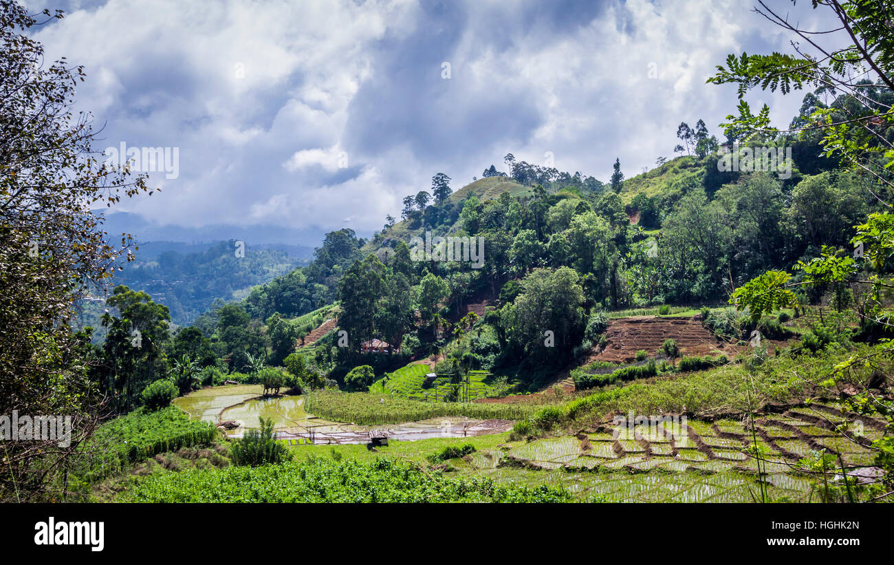 Campo di risone di paesaggio in Ella, Sri Lanka Foto Stock