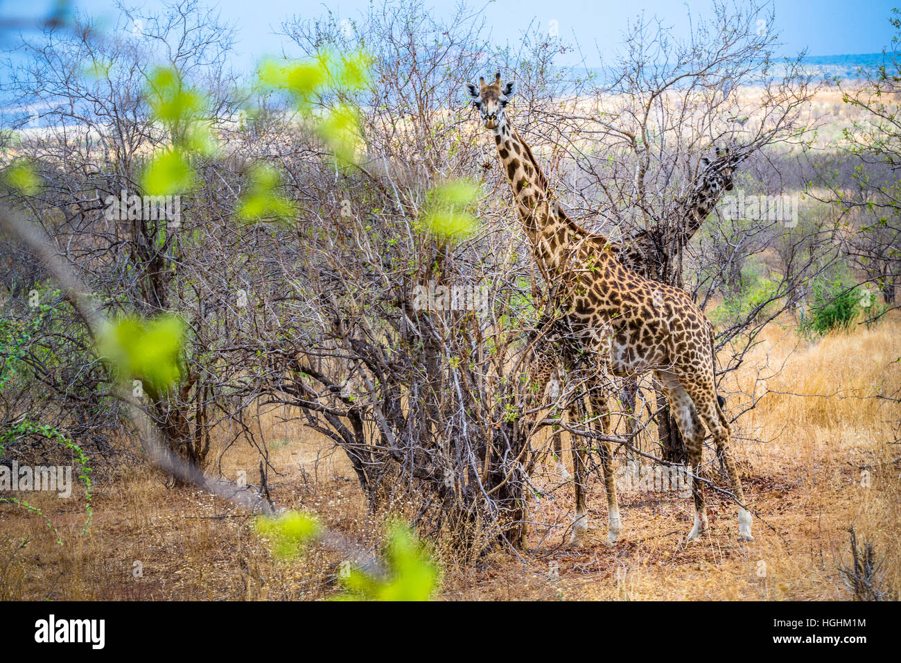 Giraffe a Ruaha Park, safari Foto Stock