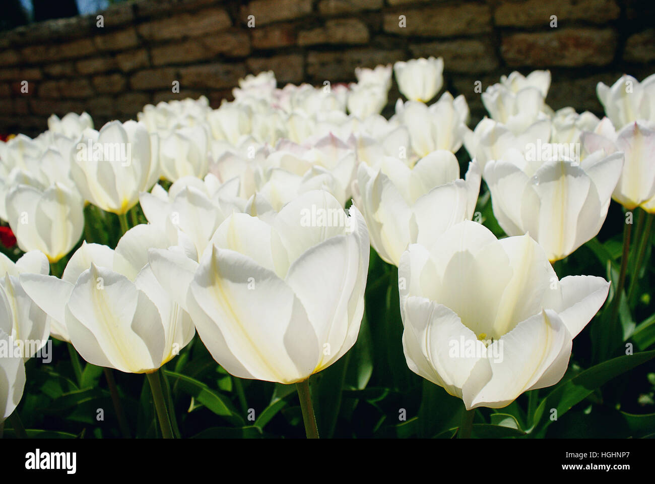 Giardino con i tulipani Foto Stock