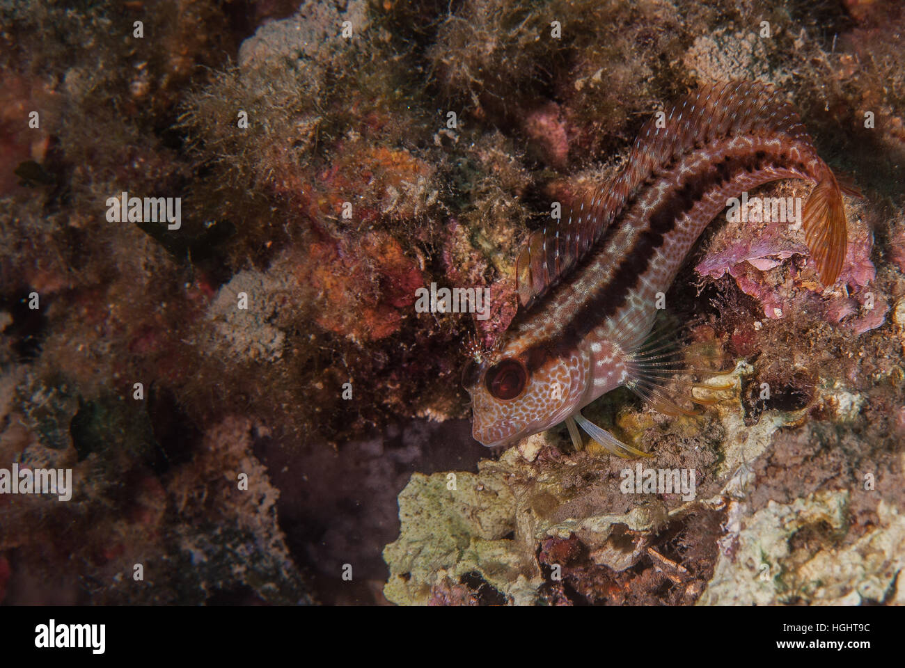 Longstriped bavose (Parablennius rouxi), Gobiidae, Tor Paterno area marina protetta, Lazio, l'Italia, Mare Mediterraneo. Foto Stock