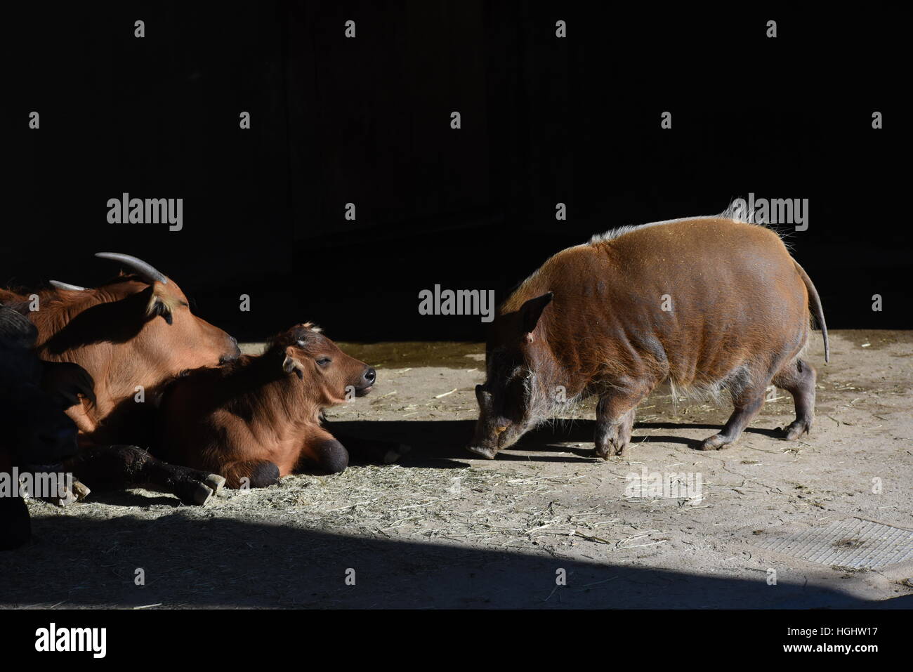 Madrid, Spagna. Il 9 gennaio, 2017. Un bambino Dwarf Buffalo raffigurata con un fiume Rosso hog presso lo zoo di Madrid. © Jorge Sanz/Pacific Press/Alamy Live News Foto Stock