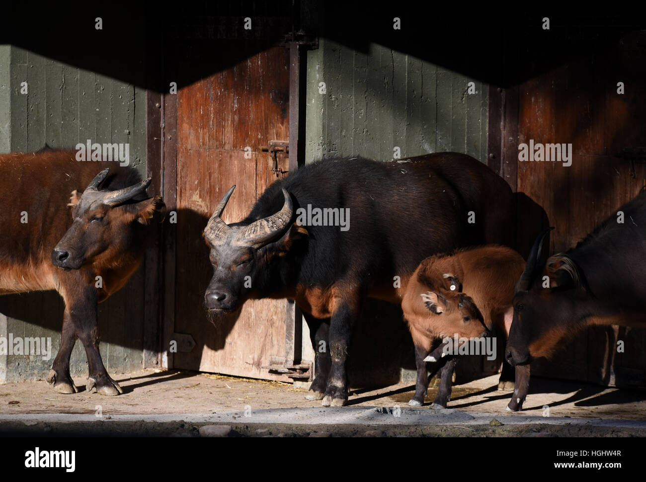 Madrid, Spagna. Il 9 gennaio, 2017. Bufali di Nana presso lo zoo di Madrid. © Jorge Sanz/Pacific Press/Alamy Live News Foto Stock