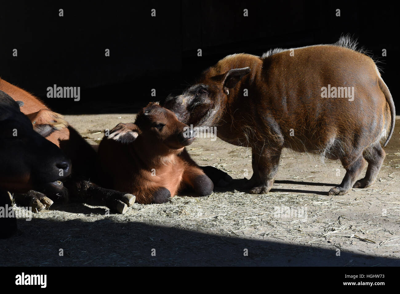 Madrid, Spagna. Il 9 gennaio, 2017. Un bambino Dwarf Buffalo raffigurata con un fiume Rosso hog presso lo zoo di Madrid. © Jorge Sanz/Pacific Press/Alamy Live News Foto Stock