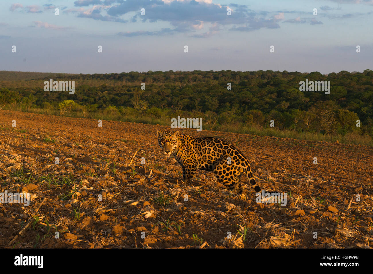 Una Jaguar esplorando un campo di coltivazione al tramonto. Foto Stock