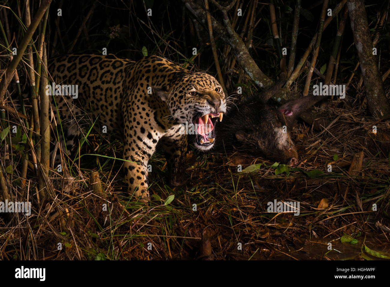 Un grande maschio Jaguar in modo aggressivo per difendere la sua preda, un bianco a labbro pecari Foto Stock