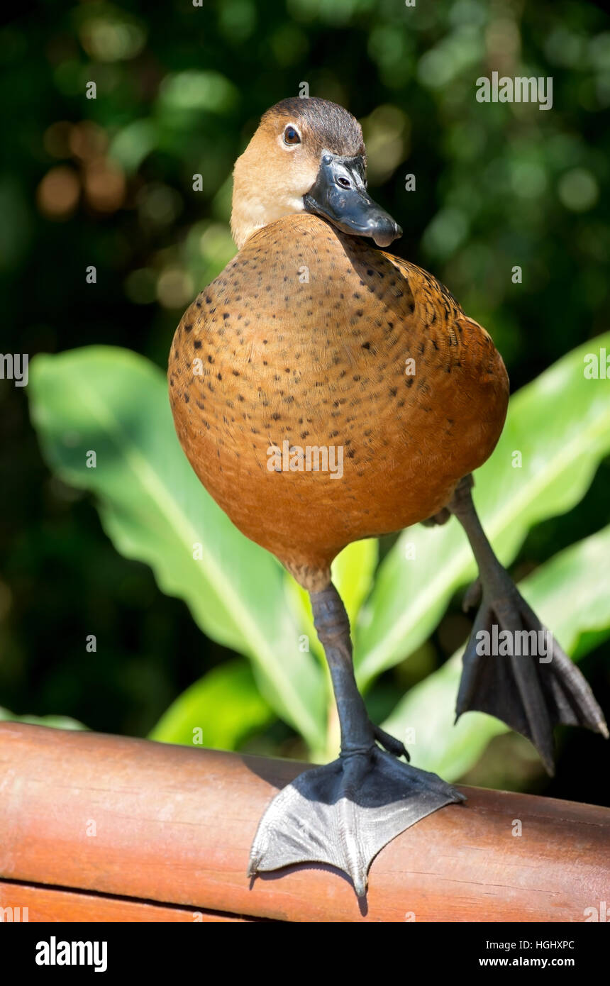 Sibilo fulvous anatra o dendrocygna bicolor bird in verticale sulla ringhiera corpo pieno Foto Stock