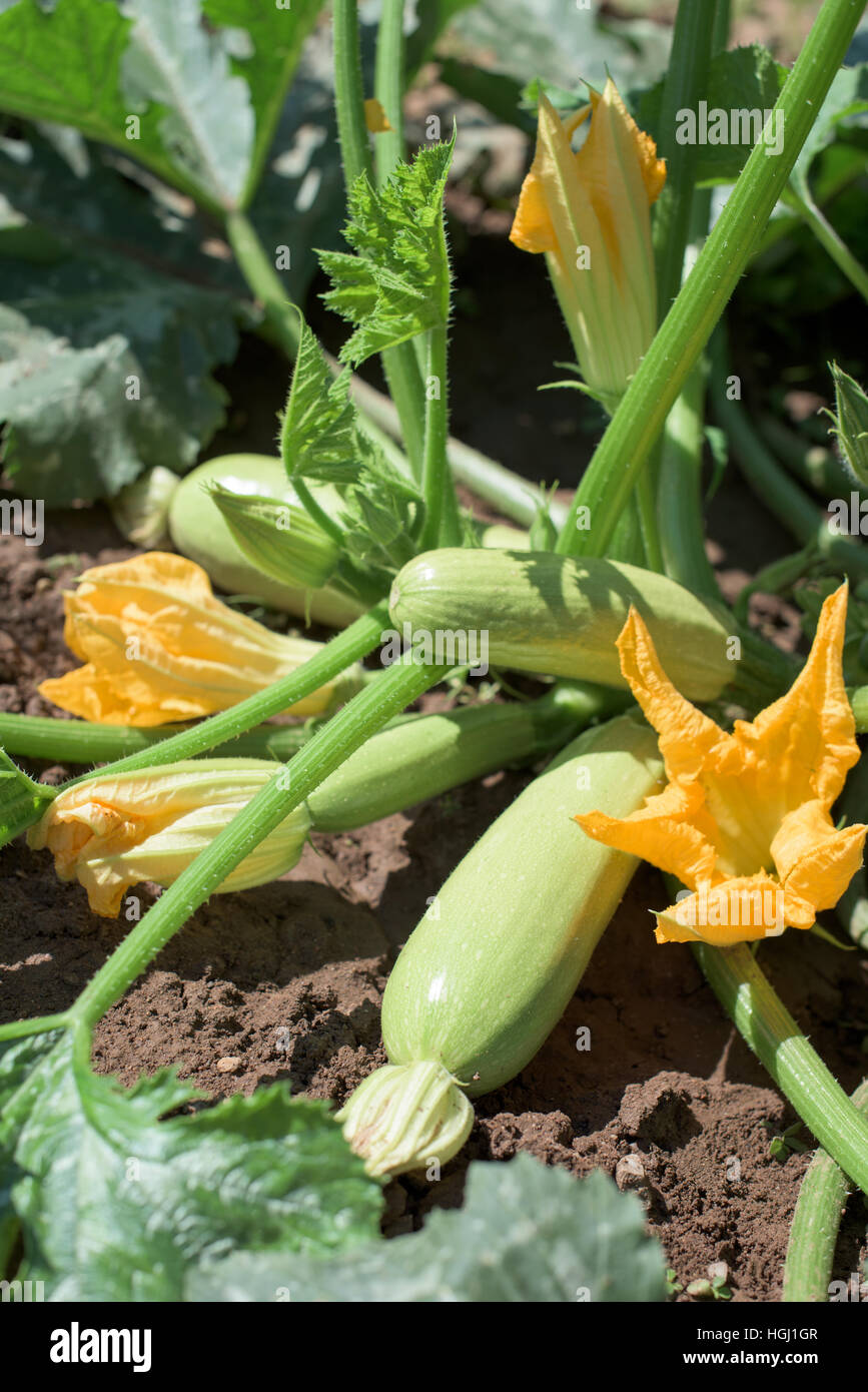Impianto di zucchine in un orto Foto Stock