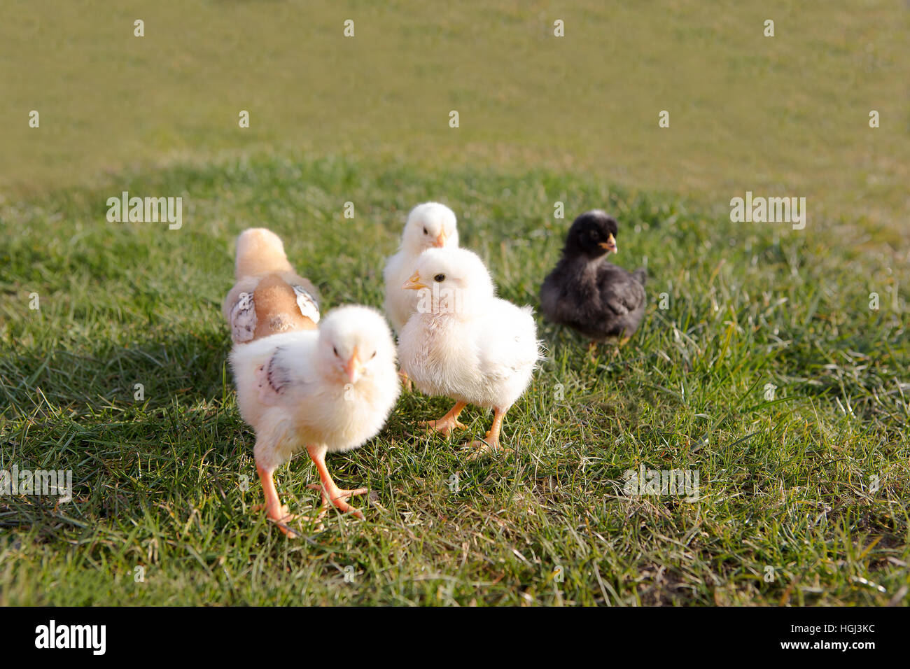 Giovani pollo su un prato per esterno Foto Stock