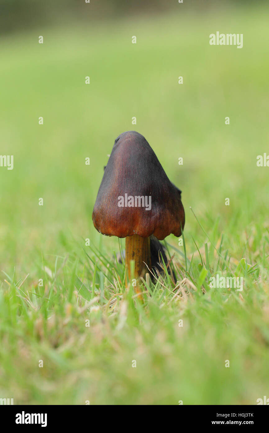 Annerimento Waxcap (Hygrocybe conica) su unimproved erba del giardino prato Foto Stock