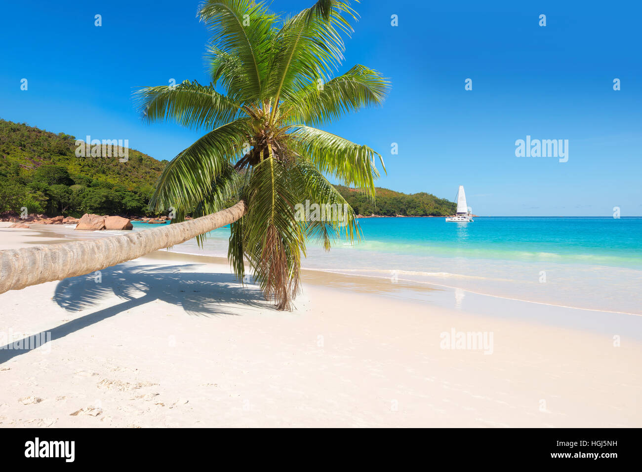 Palma da cocco sulla spiaggia tropicale e yacht all'orizzonte. Foto Stock