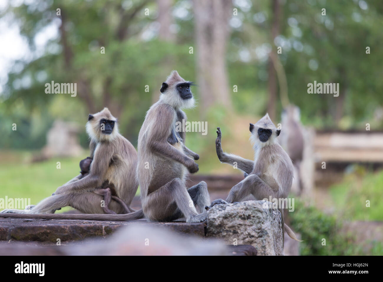 Hanuman Langur, Semnopithecus entellus, scimmie famiglia. Foto Stock