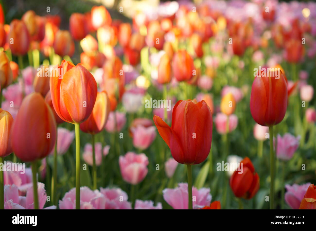 I tulipani in Araluen Parco Botanico Foto Stock