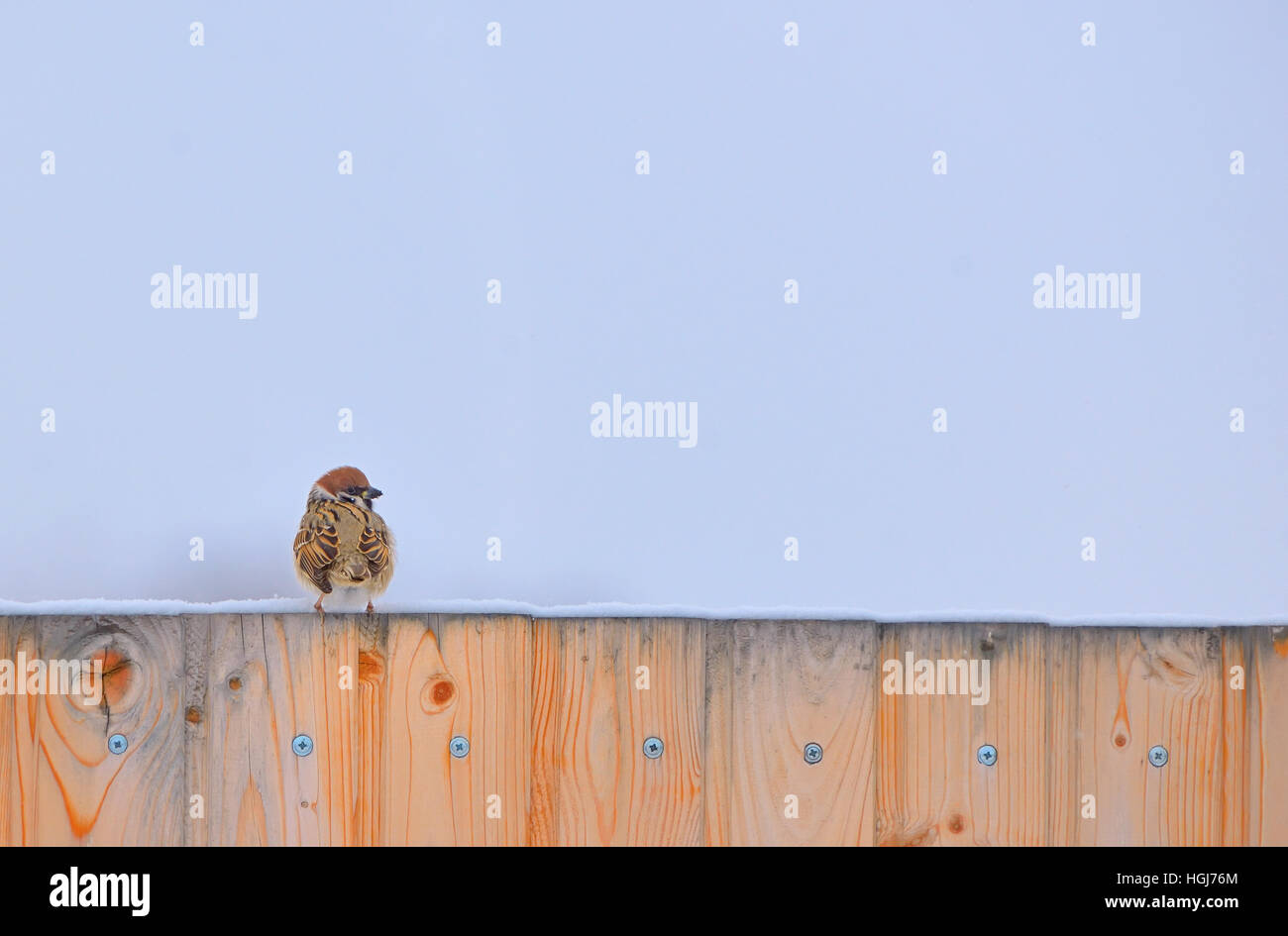 Piccolo passero sul recinto nel periodo invernale Foto Stock