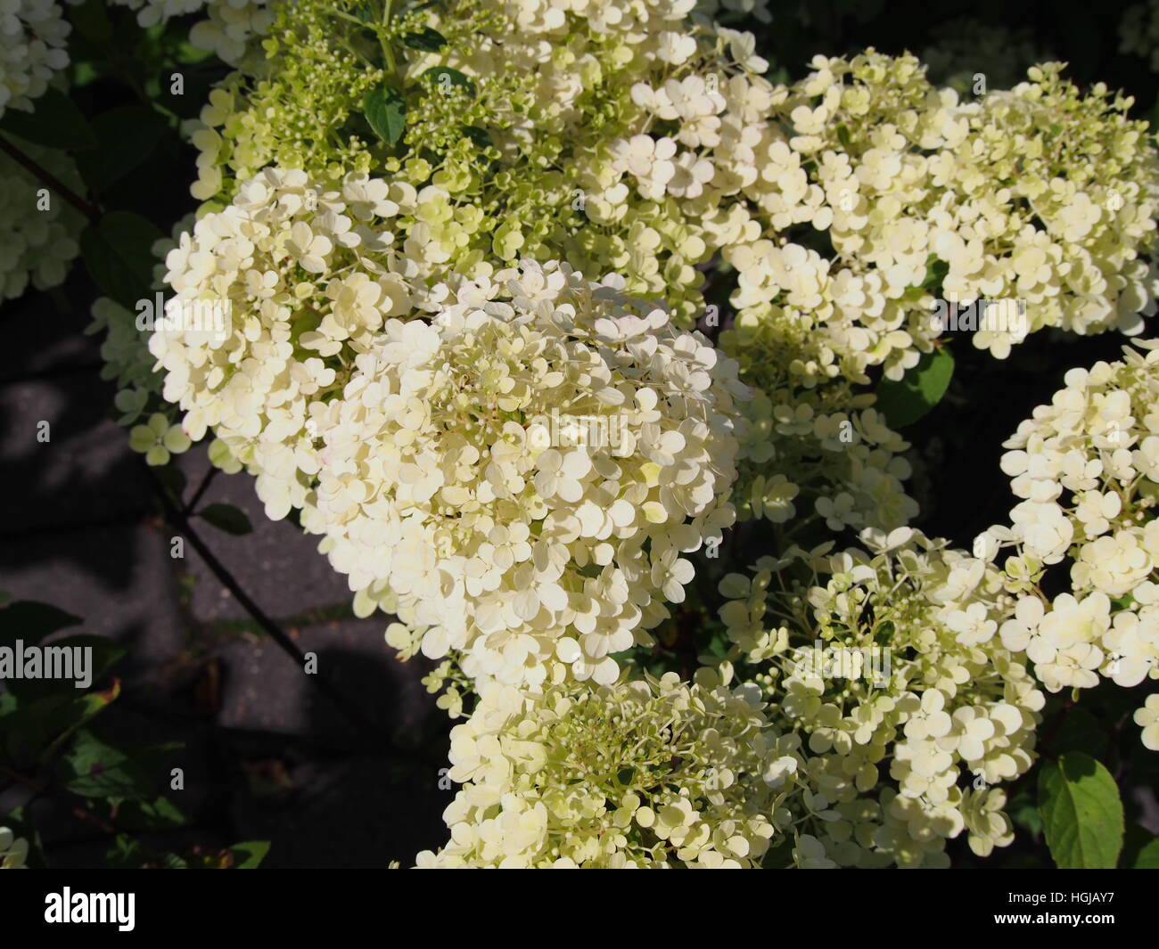Hydrangea paniculata "Bobo" - panicle hydrangea flower closeup Foto Stock