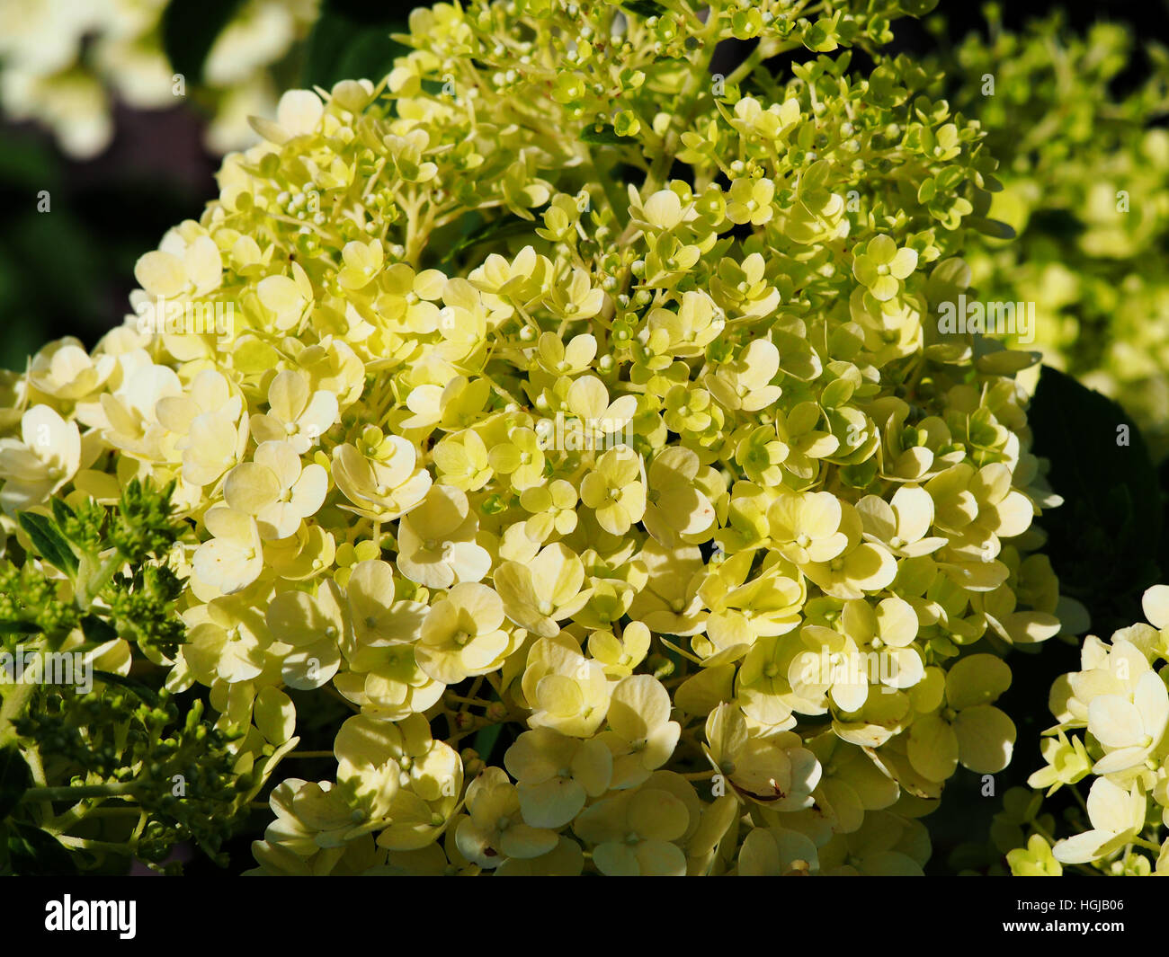Hydrangea paniculata "Bobo" - panicle hydrangea flower closeup Foto Stock