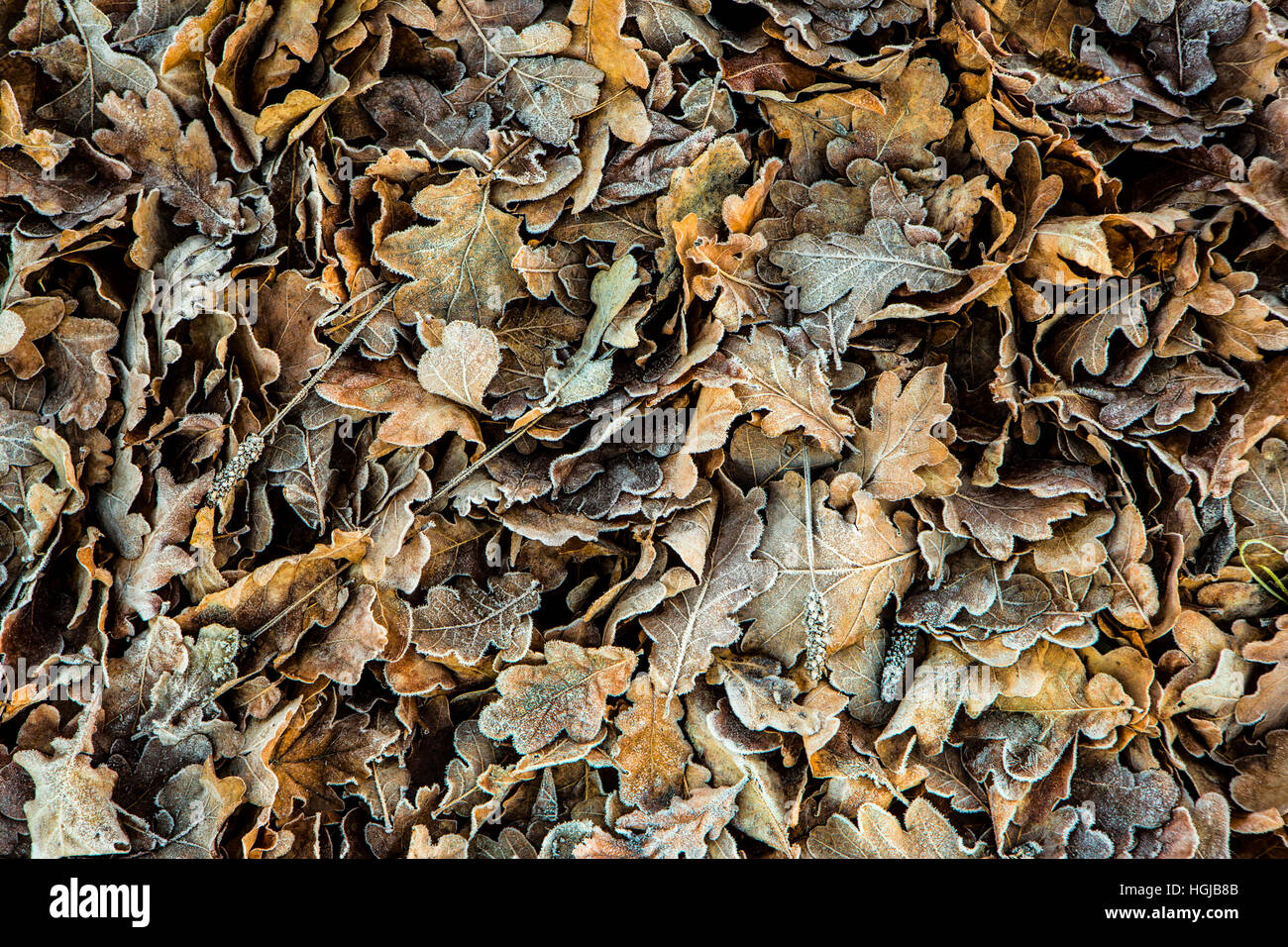 Coperto di brina Foglie di autunno Foto Stock