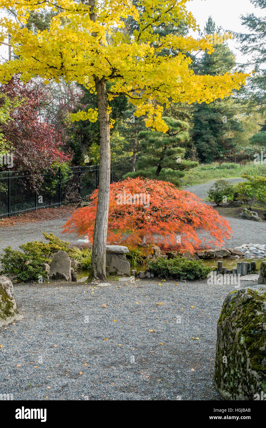 I colori autunnali girare su un alto albero con foglie di giallo e un piccolo albero con foglie di colore arancione. La posizione è Seatac, Washington. Foto Stock