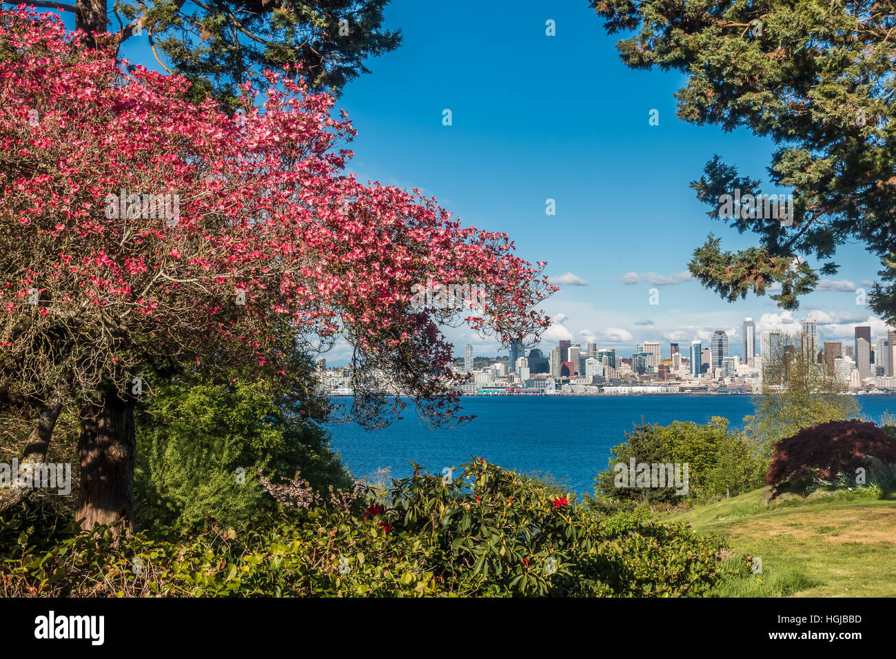 La skyline di Seattle può essere visto dietro un rosso sanguinello albero in West Seattle. Foto Stock