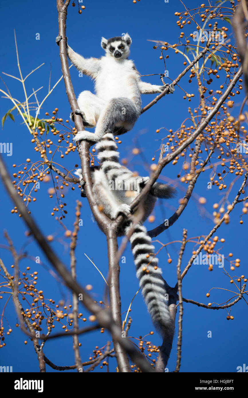Anello-tailed Lemur seduti sui rami contro il cielo blu Foto Stock