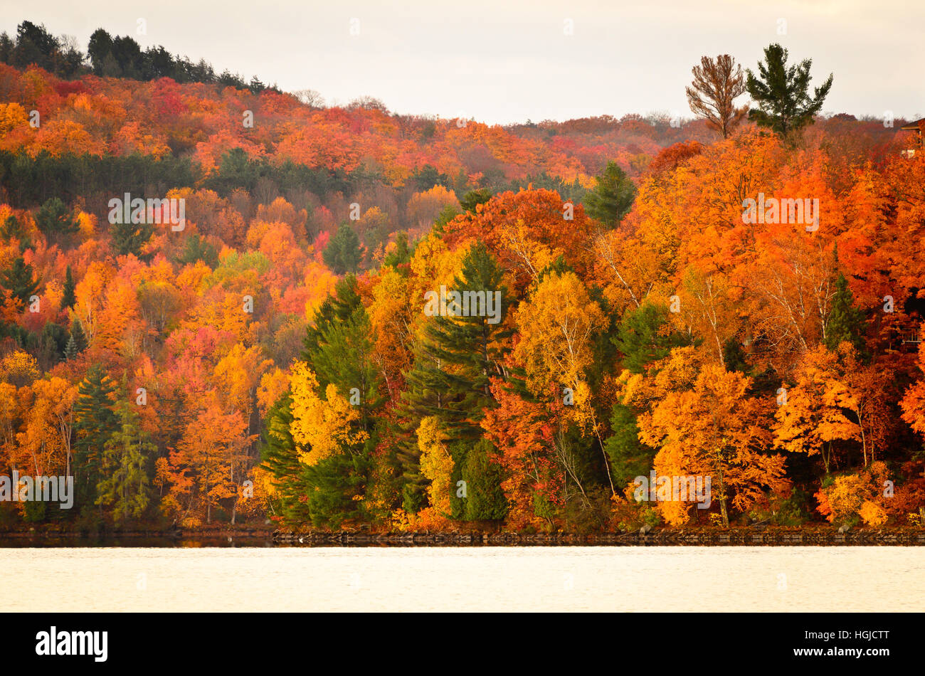 Brillanti colori caduta su una collina boschiva Foto Stock