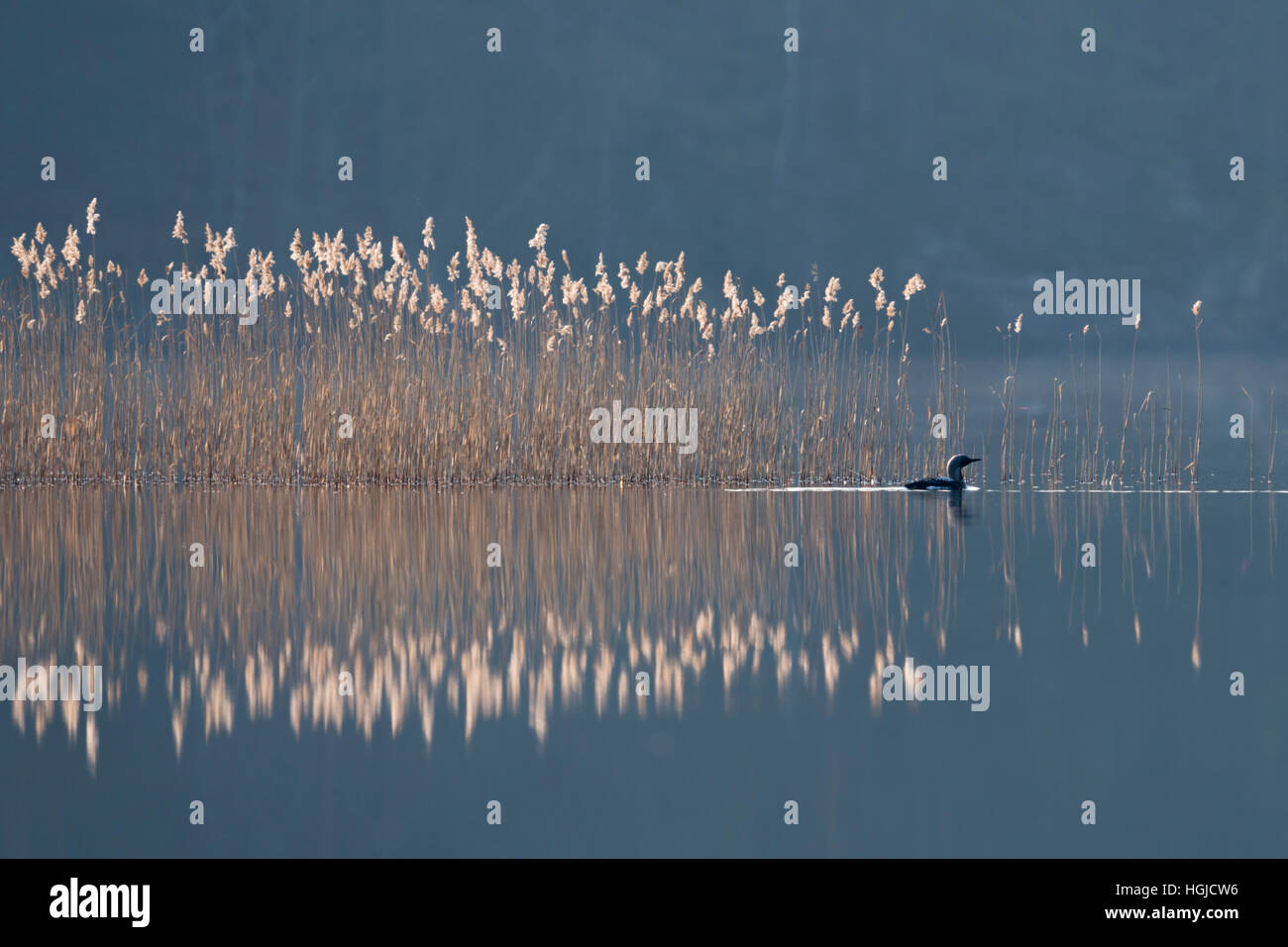 Nero-throated Loon / Artico Loon ( Gavia arctica ), nuoto nella parte anteriore di un nastro a lamelle, su un vago mattina da qualche parte in Svezia. Foto Stock