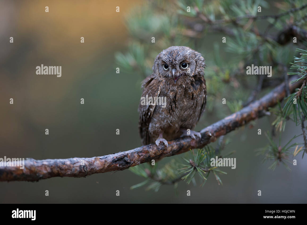 Eurasian assiolo / zwergohreule ( Otus scops ), appollaiate su un ramo di un albero di pino, chiamando, nice background, buffo poco simpatico uccello. Foto Stock