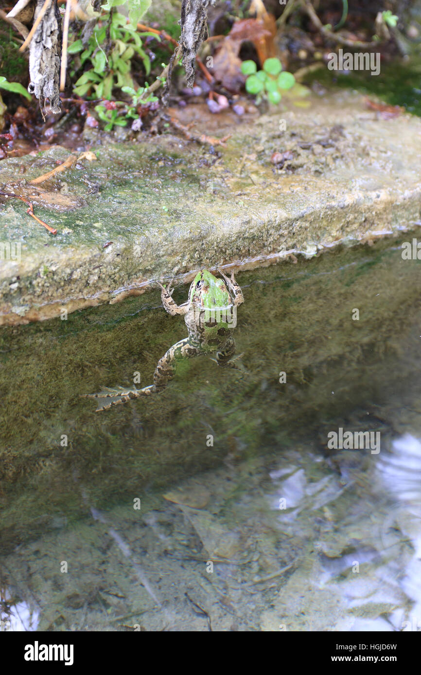 La rana di palude (Pelophylax ridibundus) è il più grande rana nativa per l'Europa. Foto Stock