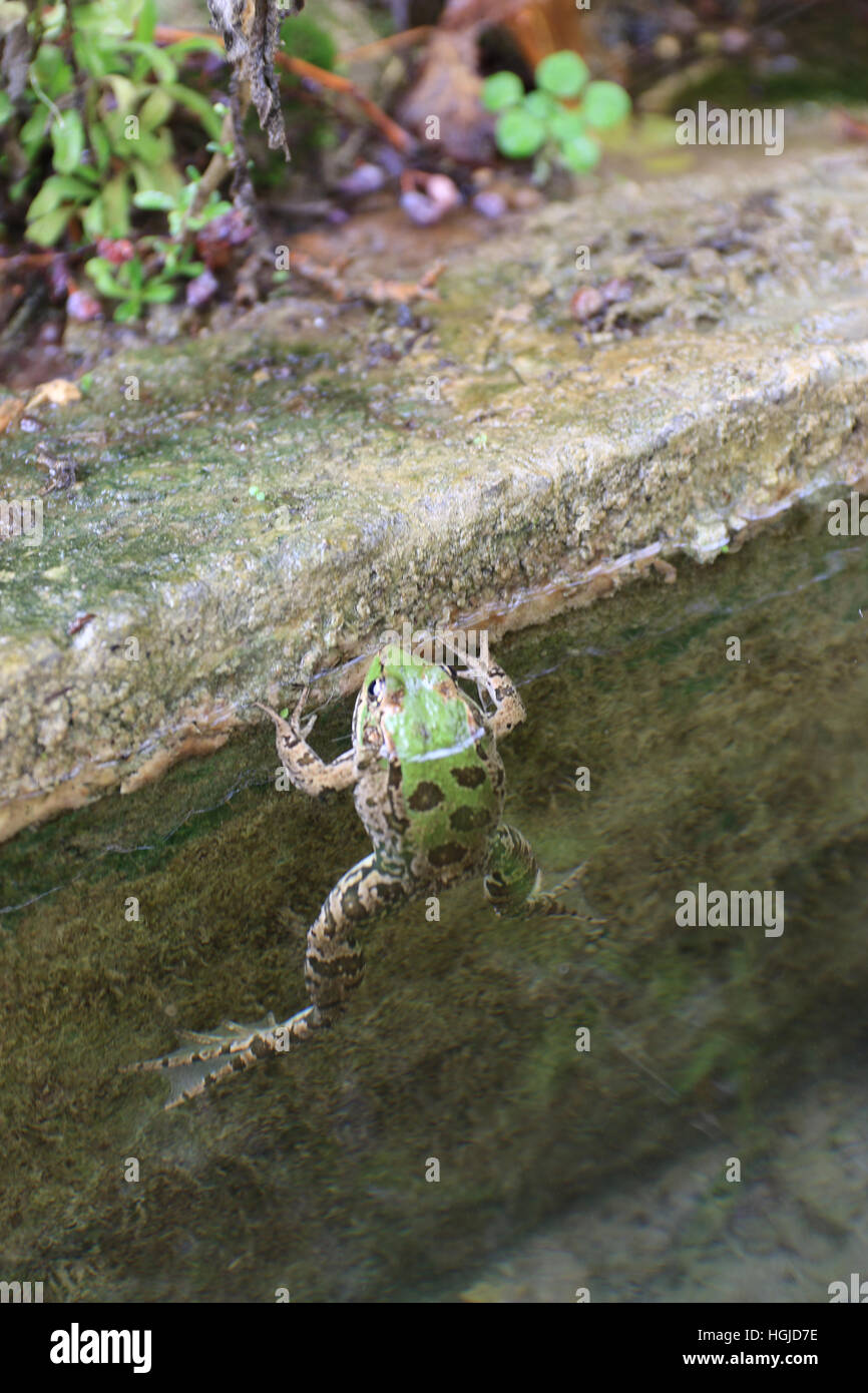 La rana di palude (Pelophylax ridibundus) è il più grande rana nativa per l'Europa. Foto Stock