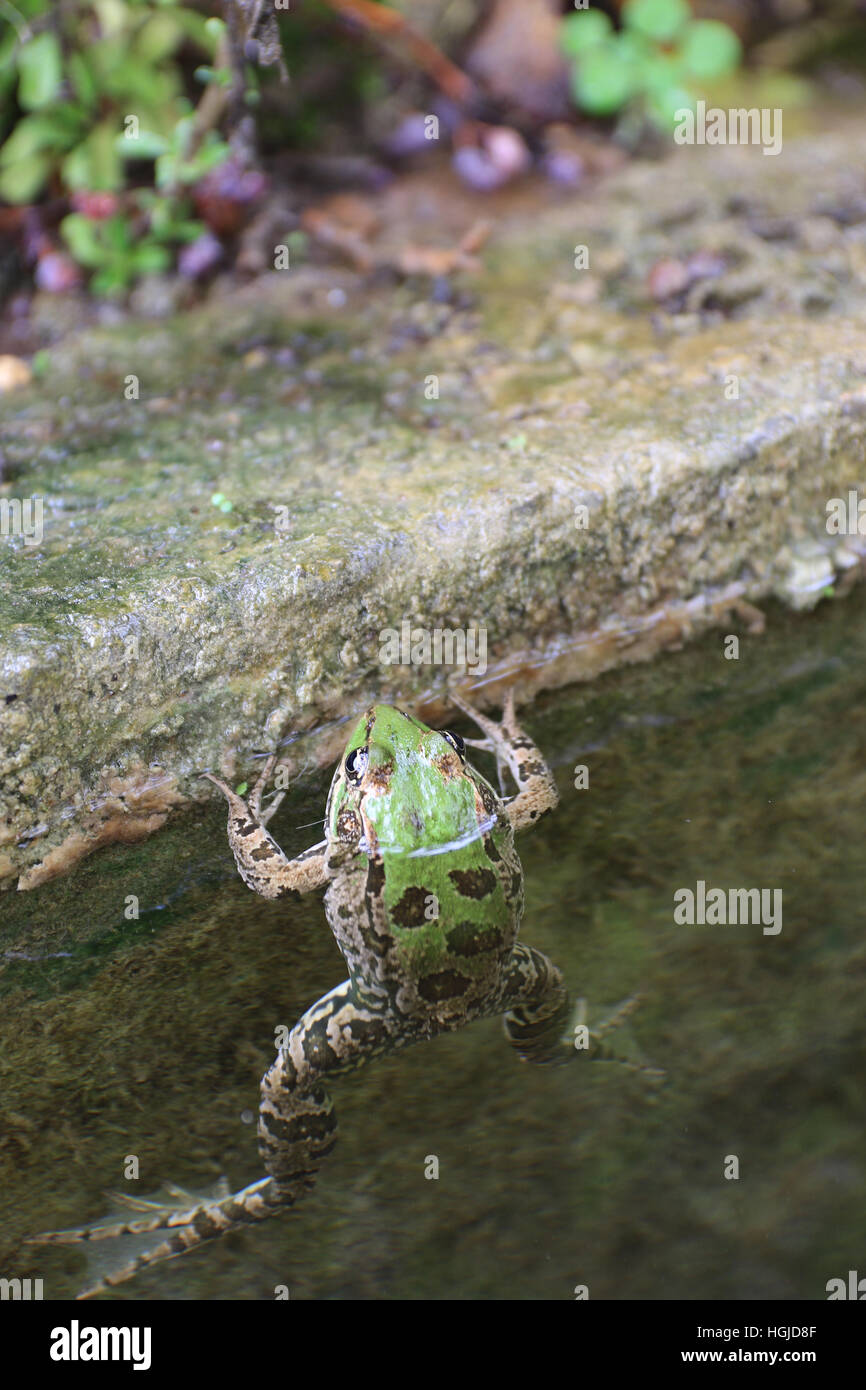 La rana di palude (Pelophylax ridibundus) è il più grande rana nativa per l'Europa. Foto Stock