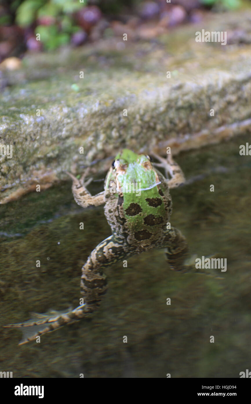 La rana di palude (Pelophylax ridibundus) è il più grande rana nativa per l'Europa. Foto Stock