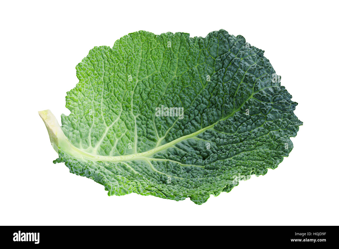 Cavolo verza foglia vegetale isolato su sfondo bianco Foto Stock
