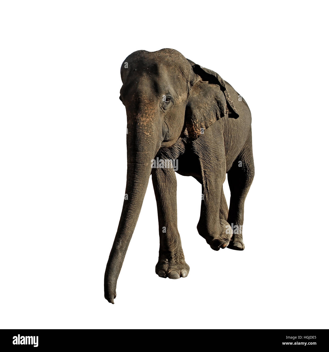 Passeggiate elefante isolato su sfondo bianco Foto Stock