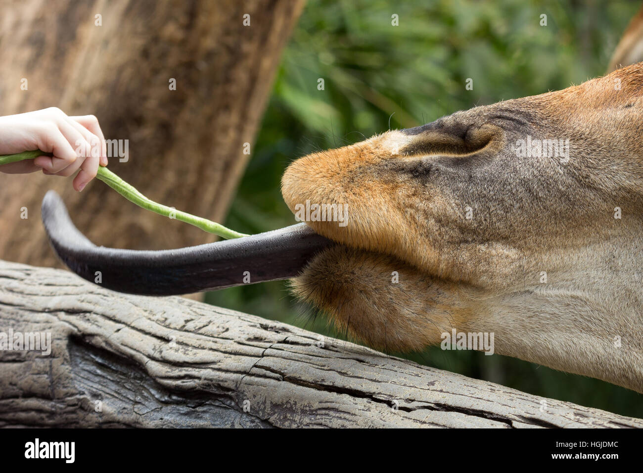 Close-up di una giraffa essendo alimentato con un impianto. Foto Stock