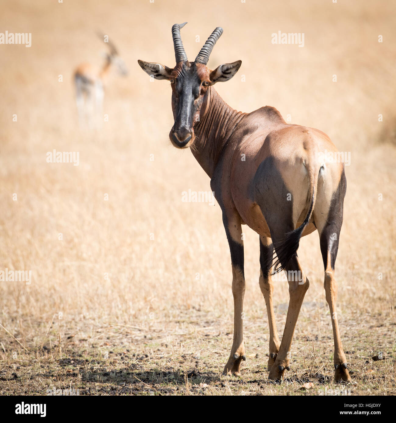 Topi (Damaliscus korrigum) Foto Stock