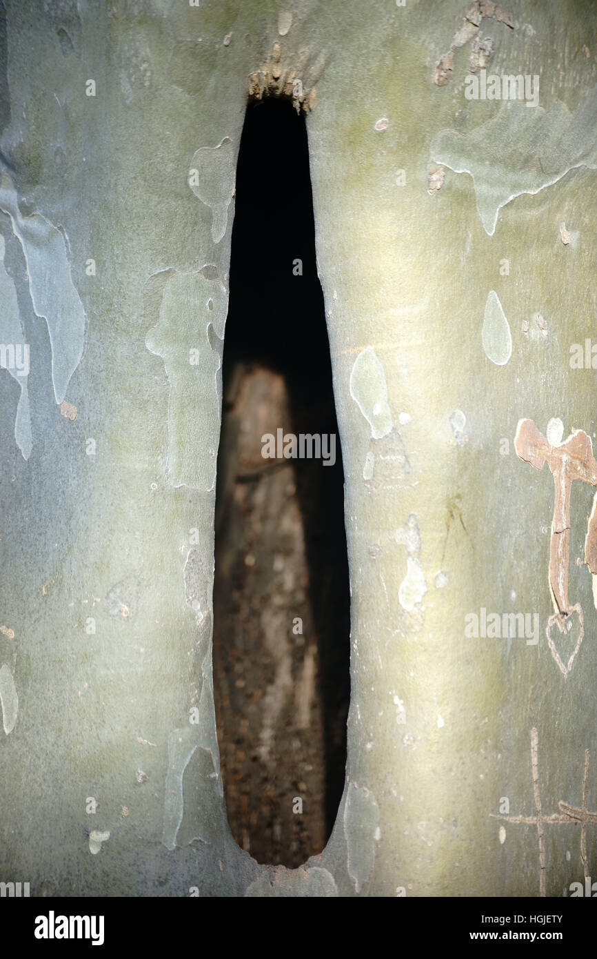Albero cavo tronco Foto Stock